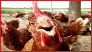 FUNNY Roosters Crowing Compilation ✔ [upl. by Etteneg732]