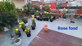 Rose fertilizer  organic rose fertilizer  home made rose fertilizer  gulaab ki khaad  gardening [upl. by Rodd]