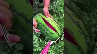 Harvesting pink watermelon cut fruits cuttingskills dailywork watermelon [upl. by Yddub]