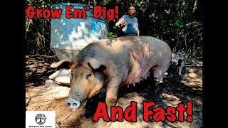 Pastured Pig Feed  SECRET Recipe for Growing Large Pigs FAST [upl. by Young682]