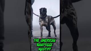 THE AMERICAN BANDOGGE MASTIFF [upl. by Noremak314]