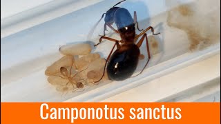 Une espèce magnifique et énorme  Camponotus sanctus [upl. by Adihaj924]