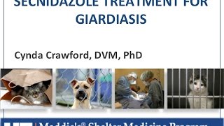 Vet to Vet Secnidazole for Giardiasis  conference recording [upl. by Linad]