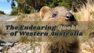 The Endearing Quokkas of Western Australia [upl. by Haseefan209]