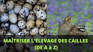 Tout ce quil faut savoir sur lélevage des cailles caille elevage [upl. by Trefor]