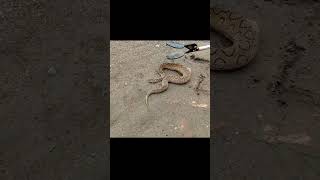 Russell viper snake rescue 🥵 russellviper shorts snakeyoutubeshorts [upl. by Francesca]