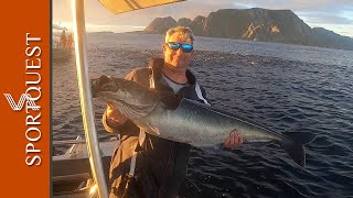 Fishing to a huge shoal of Coalfish in the Lofoten islands Norway [upl. by Neibart]