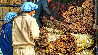 Cinnamon Making Process  Modern Ceylon Cinnamon Harvesting  How Ceylon Cinnamon Is Made [upl. by Anatole108]