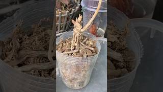 Its simple to revive a withered orchid howtogroworchids orchids [upl. by Eellek575]