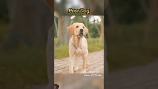 dog doglover tamil pets animals shortsfeed movie lamput funnyimages facts [upl. by Baalbeer]