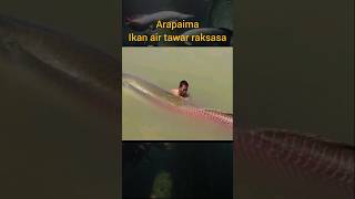 Ikan Arapaima gigas raksasa penghuni sungai amazon education animals hewan edukasihewan fish [upl. by Trinee269]