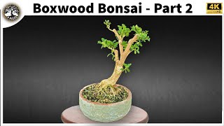 Boxwood Bonsai  Part 2 [upl. by Otho]