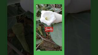 Datura flowert seeds chandni Ka pool aur uske seedsgardengoalsshortsvideosviralvideo [upl. by Drabeck]