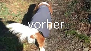 Spondylose beim Hund  Behandlung mit physiokey [upl. by Ydaf]