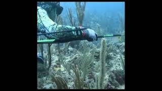 SPEARFISHING 😱😱 [upl. by Secilu41]