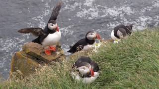 Puffins at Látrabjarg [upl. by Bernete]