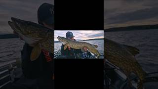 Season finale SHORT  fiskar gädda fishing pike pikefishing trolling trollingfishing [upl. by Landa]