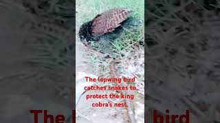 The lapwing bird catches snakes to protect the king cobras nest birds music [upl. by Atileda]