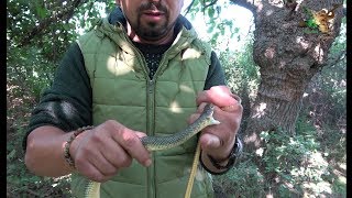 Bozyörük yılanı 🐍ısırma testi 😱 [upl. by Calendra]