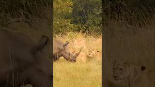 A mother and a baby rhino surrounded by lions wildlife lion lions rhino animals animal [upl. by Aivital]