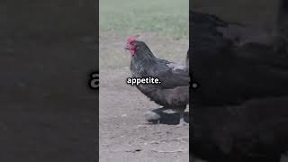 Coccidiosis in Chickens coccidiosis chickenadvice backyardchickens [upl. by Yxel12]