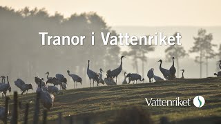 Tranor i Vattenriket [upl. by Crandall794]