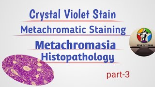 Crystal Violet Stain ll Metachromatic staining ll Histopathology [upl. by Dusza947]