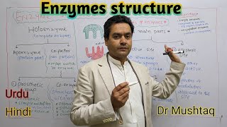 Enzymes structure  Biology Class 11 [upl. by Eened]