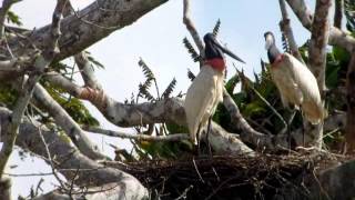 Jabiru Jabiru mycteria Costa Rica [upl. by Osyth]