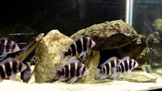 Frontosa Cichlid Breeding Size or Age [upl. by Luba]