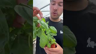 Do THIS to Your Basil For Bushy Healthy Plants garden gardening shorts gardeningtips [upl. by Refanej]