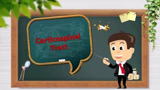 pyramidal tract part 1 corticospinal tract [upl. by Asirak]