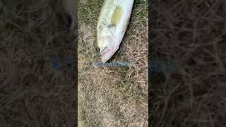 Absolute slob fishing badfish bassfishing giantbass bass fish lake [upl. by Vale733]