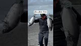 Landed 3 beautiful moki fish fishing sealife surfcasting fish newzealand [upl. by Nekciv942]