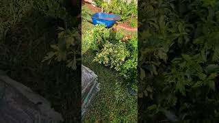 Garden restoration Ixora Trinette and Crotonplants used [upl. by Decato938]