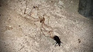 Cellar Spider Catches Beetle [upl. by Aruabea]