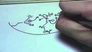 Triose Phosphate Isomerase [upl. by Nerrad340]