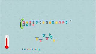 Sanger DNA Sequencing [upl. by Etnoel]