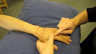 Metacarpophalangeal Joint Dorsal aspect Hand Palpation [upl. by Laney560]