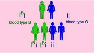 GENETICS 1 INHERITANCE OF BLOOD TYPE [upl. by Capon]