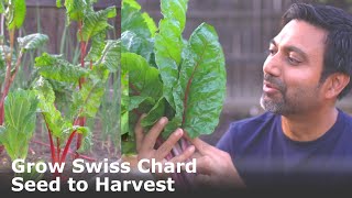 How to Grow Lots of Swiss Chard from Seed to Harvest [upl. by Eversole]