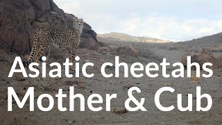 Asiatic cheetahs  Mother amp Cub [upl. by Reldnahc]