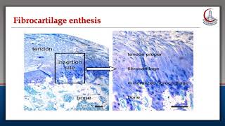 Musculoskeletal Ultrasound Language DrMervat Abo Gabal [upl. by Amias]