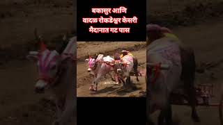 रोकडेश्वर केसरी बैलगाडा शर्यत लाइव्ह rokdeshwar kesari bailgada sharyat live today shorts bakasur [upl. by Odoric357]