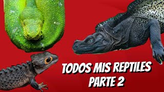 TODOS MIS REPTILES PARTE 2 [upl. by Anaej922]