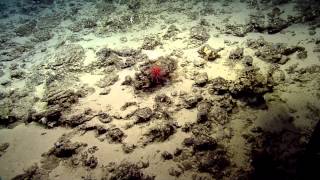 Coral and Associates of the Deep Ocean Seamounts  Nautilus Live [upl. by Chinua786]