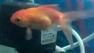 Goldfish having red veins or homophelia yet to quarantinr [upl. by Glavin]