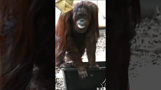 Sol the Orangutans Foam Obsession Will Leave You Laughingshortsfunnyvideoorangutansfunnyanimal [upl. by Errecart]