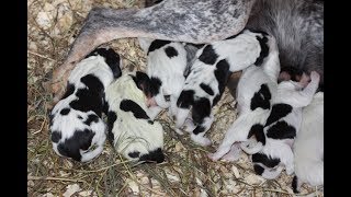 8 Newborn BLUETICK COONHOUND PUPPIES for Indigo amp big boy Diesel [upl. by Lindie]