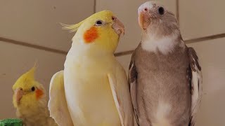 2 Hour COCKATIEL SINGING a lot COCKATIEL SINGING training Cockatiel bird singing Cockatiel noises [upl. by Herm]